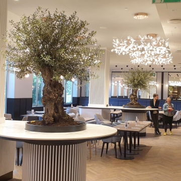 stare drzewa oliwne w sali restauracyjnej